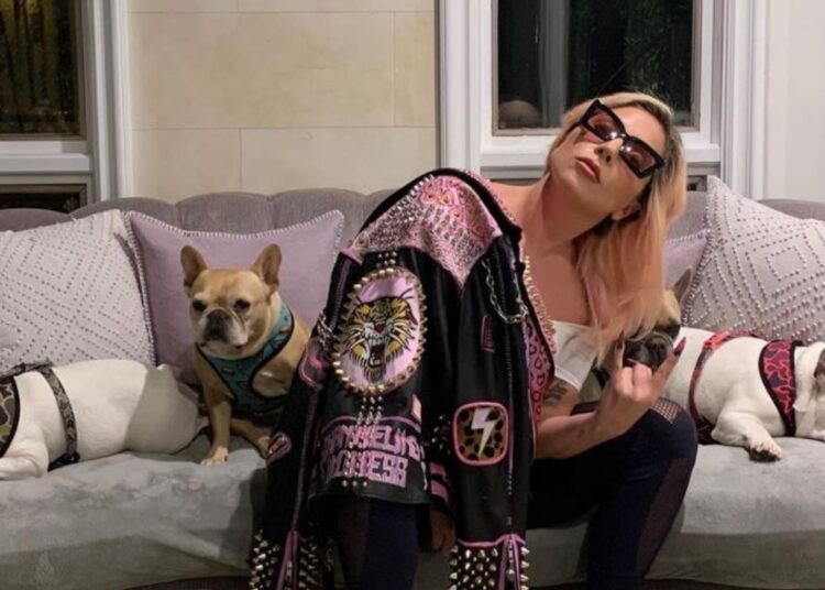 Dënohet me 21 vjet burg personi që vodhi qenin e Lady Gagës