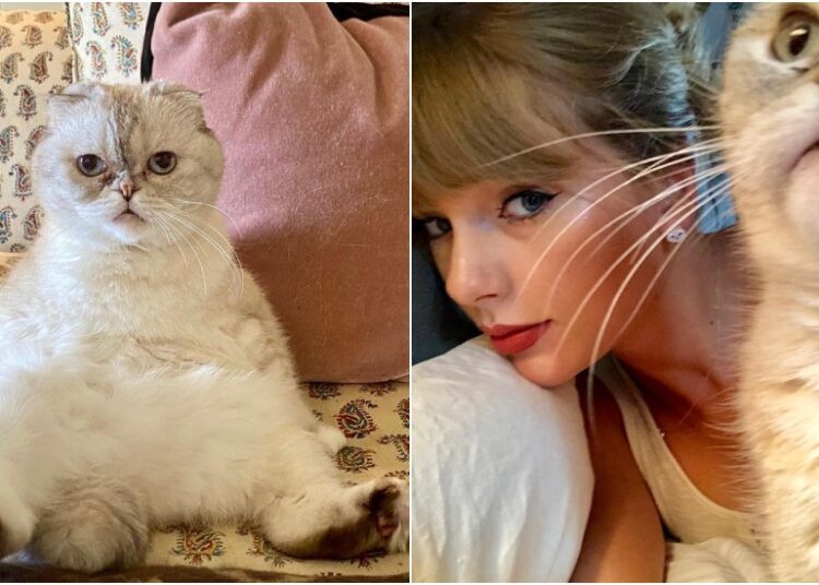 Macja e Taylor Swift, kafsha e tretë më e pasur në botë!