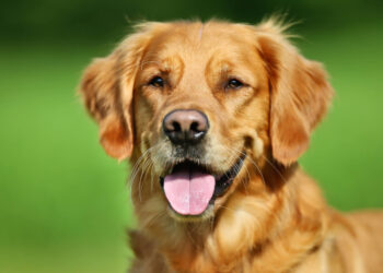 Miratohet ligji në Kroaci, kush braktis kafshët shkon në burg!