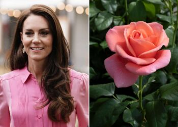 Del në shitje trëndafili me emrin e Kate Middleton