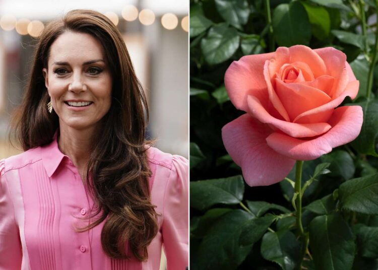 Del në shitje trëndafili me emrin e Kate Middleton