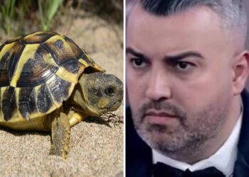 Nisur nga rasti i Rogertit me breshkat, çfarë janë në të vërtetë fobitë dhe si trajtohen ato!